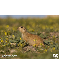 گونه سنجاب زمینی Spermophilus fulvus